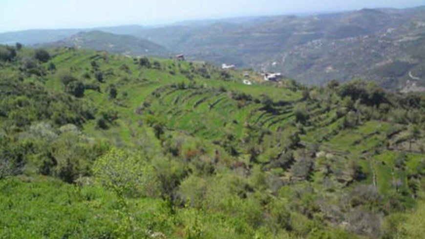 كيف انعكس انخفاض سعر المازوت على الواقع الزراعي في الساحل السوري؟